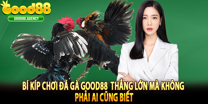 Bí Kíp Chơi đá gà good88 Thắng Lớn Mà Không Phải Ai Cũng Biết