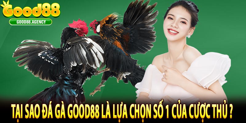 Tại sao đá gà good88 là lựa chọn số 1 của cược thủ ?
